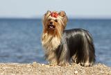 YORKSHIRE TERRIER 326